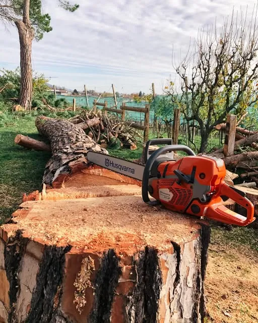 Motosega sul ceppo di un pino appena tagliato, con il tronco sezionato alle spalle