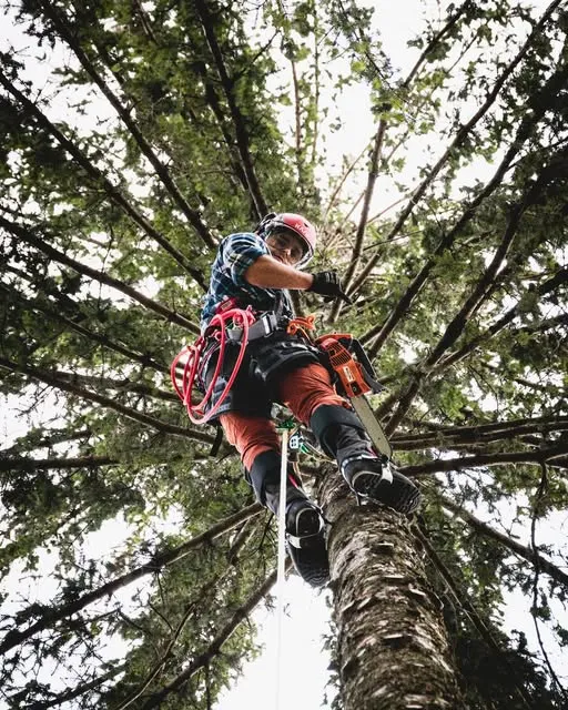 Tree-climber in cima a un abete, con casco, imbrago e motosega, visto dal basso