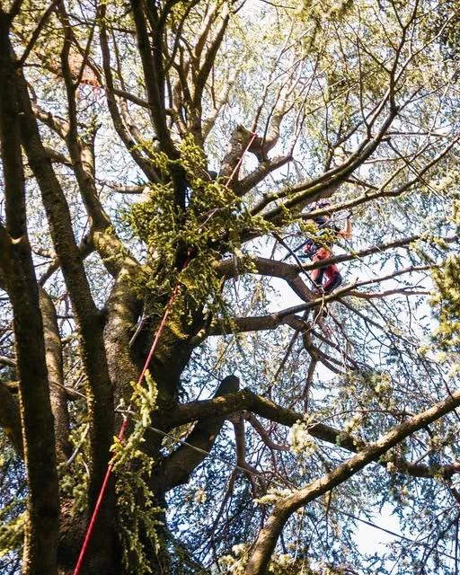 Il climber al lavoro tra i rami alti di un grande cedro, assicurato a una corda rossa